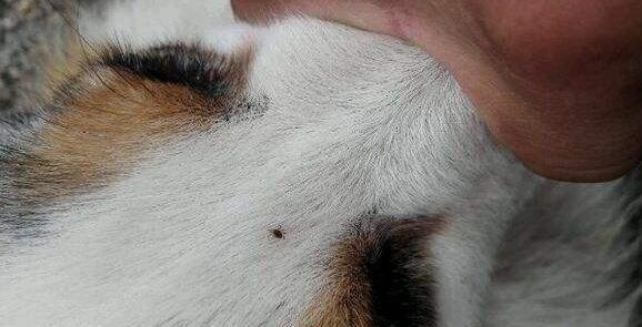 狗狗血液中有蜱虫怎么办？如何快速救助濒危宠物？