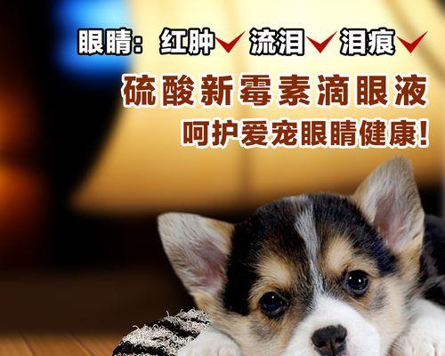 狗狗眼睛发炎发烧了怎么办？如何快速缓解症状？