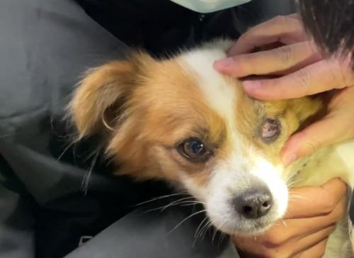 狗狗眼睛发炎发烧了怎么办？如何快速缓解症状？