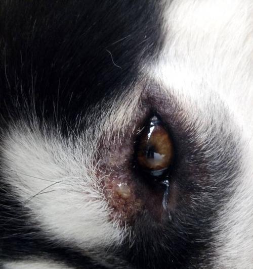 狗狗眼睛又红又肿怎么办？如何快速缓解宠物眼部不适？