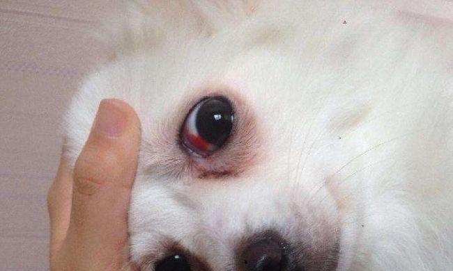 狗狗眼睛又红又肿怎么办？如何快速缓解宠物眼部不适？