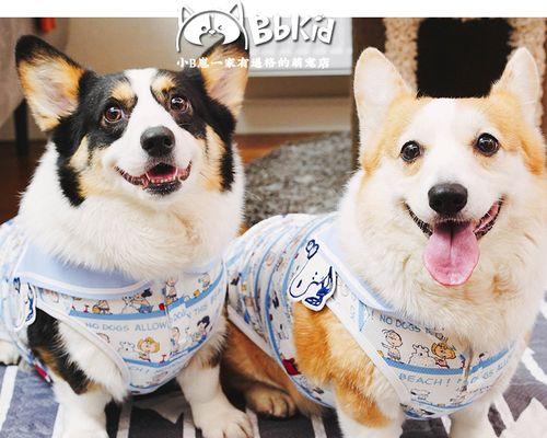 狗狗一冷前腿就站不起来怎么办？可能的原因和解决方法是什么？