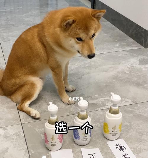 狗狗一直不吃东西怎么办？如何解决宠物食欲不振？
