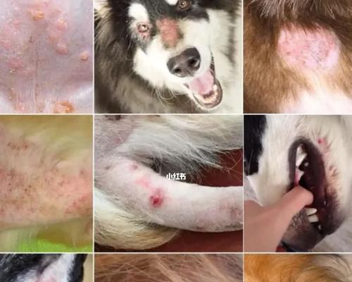 狗狗皮肤病泡澡用什么好？有效缓解皮肤病的泡澡方法是什么？