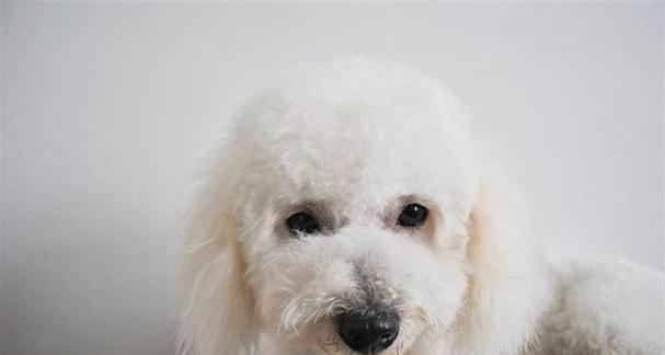 狗狗有预防脑炎的疫苗吗？如何为宠物选择合适的疫苗？