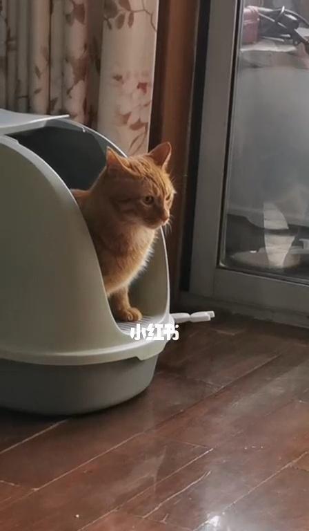 狗狗在家不拉屎怎么办啊？有效训练方法有哪些？