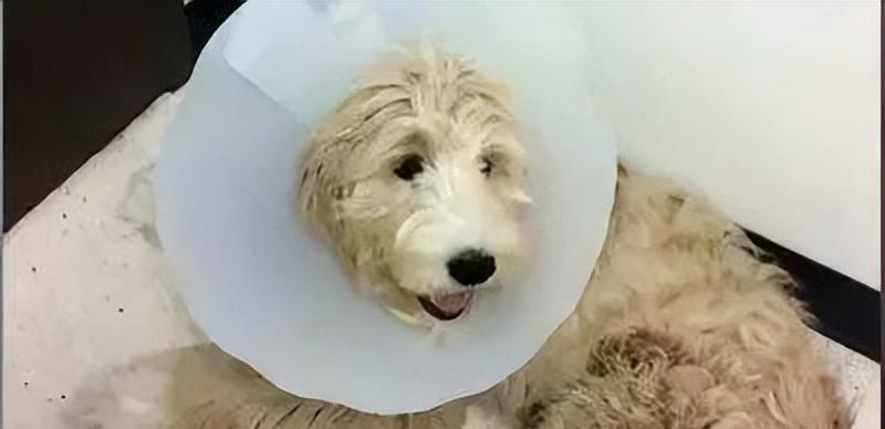 狗狗在家不拉屎怎么办啊？有效训练方法有哪些？