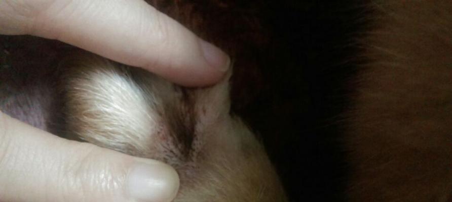 狗狗指甲尖裂开了怎么办？如何安全处理和预防？