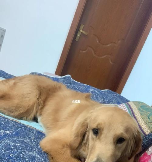 狗狗总在睡觉是怎么回事？是否需要担心健康问题？