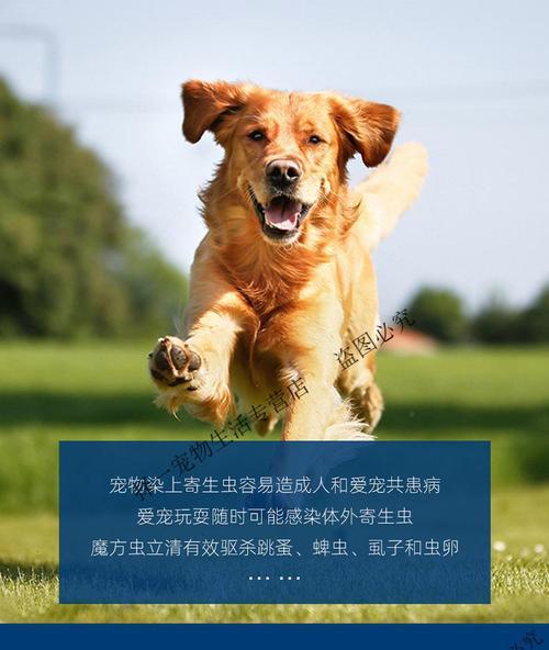 狗狗体外驱虫可以打针吗？打针驱虫的正确方法是什么？