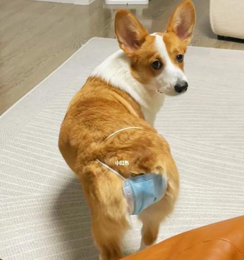 狗来月经臭是怎么回事啊？如何处理和预防？