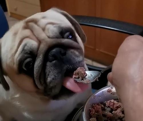 狗粮放碗里它会一直吃吗？如何控制狗狗的食量？