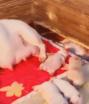 剖腹产小狗多久可以洗澡？术后护理需要注意什么？