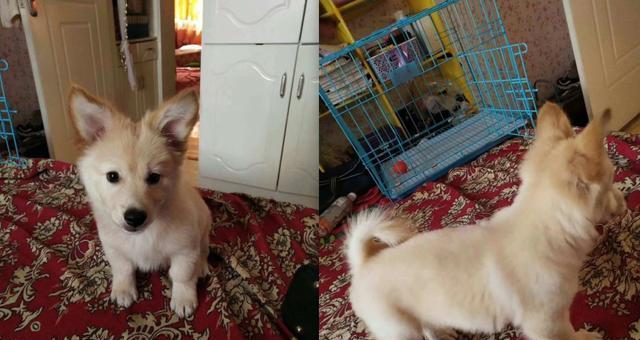 狗狗不敢上楼梯怎么办？如何训练它克服恐惧？