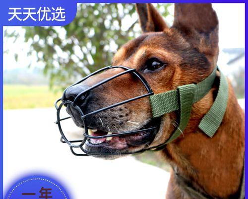 狗嘴脖子肿了怎么办？如何快速识别和处理宠物的肿胀问题？
