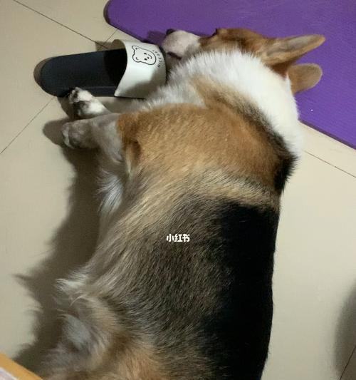 狗为什么喜欢放屁的声音？这背后的原因是什么？