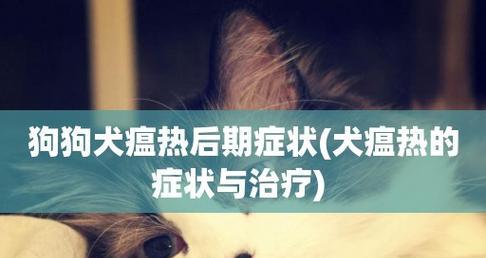 狗瘟导致狗狗不排便怎么办？常见原因及解决方法是什么？