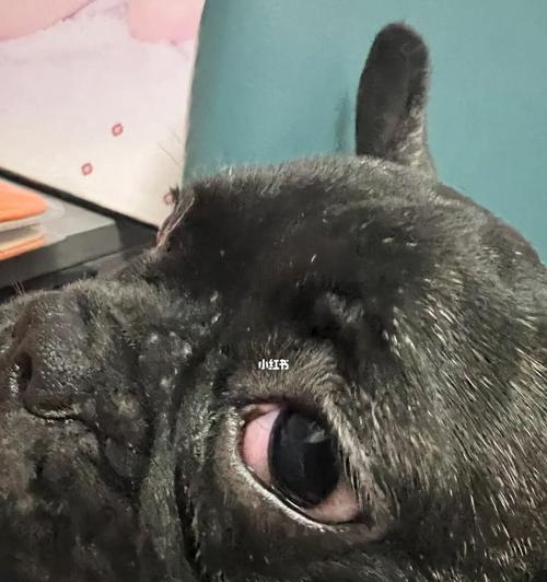 狗眼睛毛掉没了怎么办啊？如何预防和治疗宠物眼部问题？