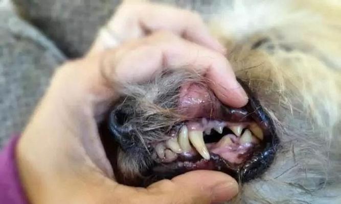 狗狗牙齿发黑是什么原因？如何处理和预防？