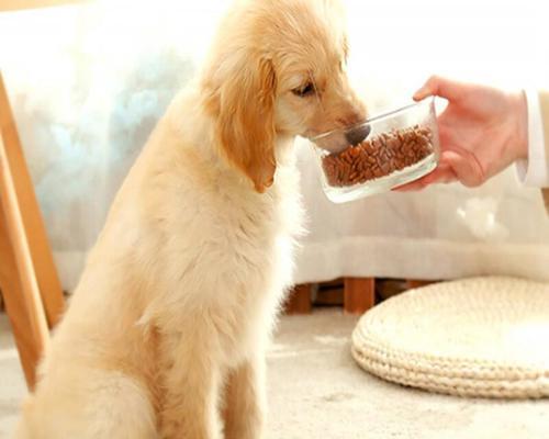 哈士奇大狗狗粮喂养方法？喂食量和频率如何掌握？