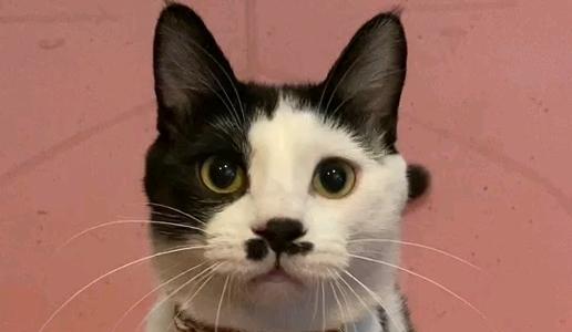 和小猫对眼是什么意思？小猫有点对眼该怎么办？