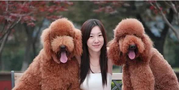 合肥人养大型犬是什么犬？常见大型犬品种有哪些？