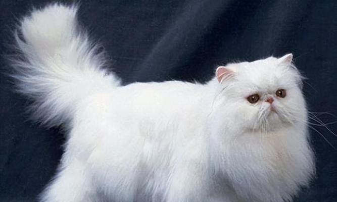怀孕的猫咪应该吃什么好？如何确保营养均衡？