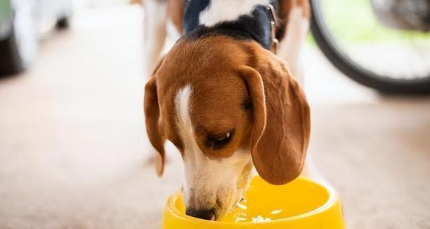 怀孕狗狗食欲不振怎么办？如何安全提高孕期犬只食欲？