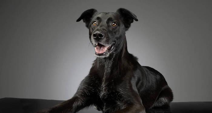 灰色泰迪犬耳朵颜色不正常是怎么回事？