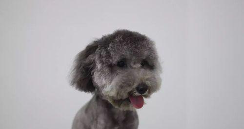 灰色泰迪犬耳朵颜色不正常是怎么回事？