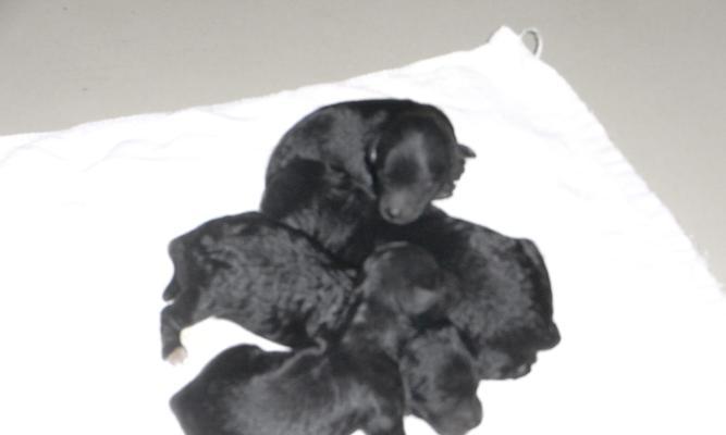 灰色泰迪犬耳朵颜色不正常是怎么回事？