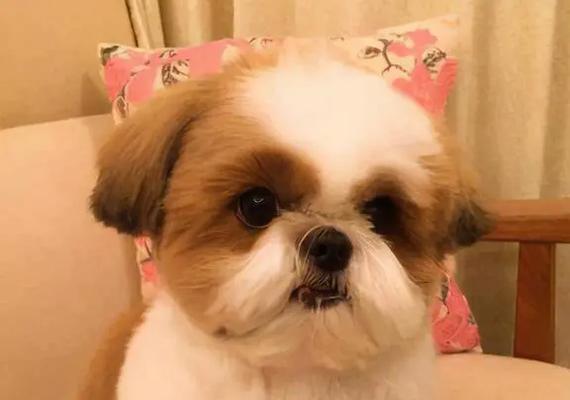尖嘴的狗狗都有什么影响？如何正确饲养和训练？