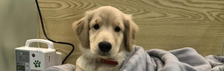 金毛不吃狗粮怎么办？有效的方法有哪些？