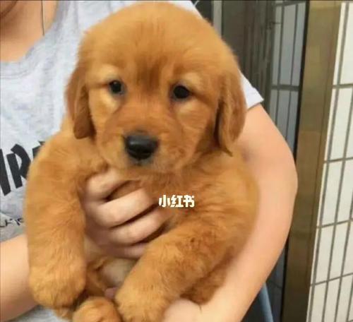 金毛狗狗频繁掉毛是什么原因？如何解决？