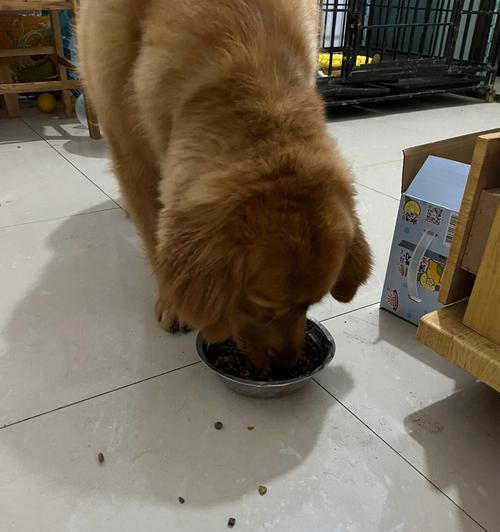 金毛每天每顿应该吃多少狗粮？如何根据体重调整食量？