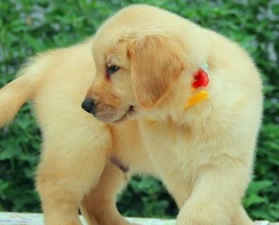 金毛幼犬拉稀了怎么办？如何快速解决狗狗腹泻问题？