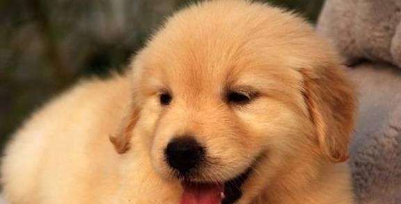 金毛幼犬拉稀了怎么办？如何快速解决狗狗腹泻问题？