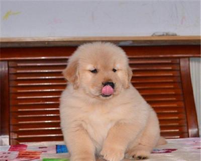 金毛幼犬频繁生病怎么办？常见原因及预防措施是什么？