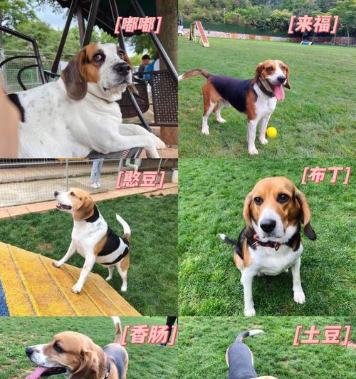 昆明最便宜的狗是多少钱？购买宠物狗需要注意哪些事项？