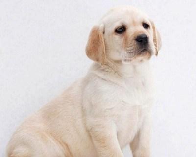 拉布拉多幼犬偏瘦怎么办？如何确保健康成长？