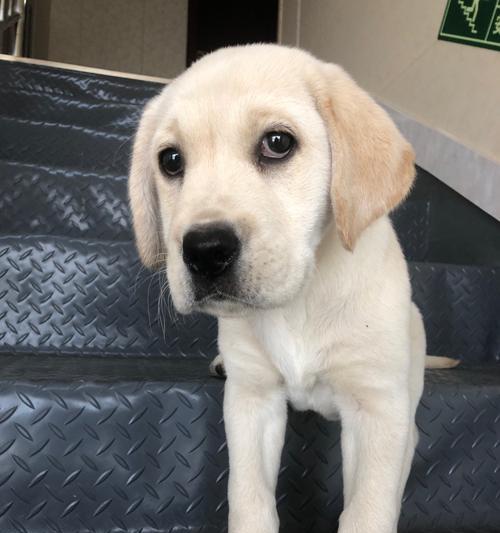 拉布拉多幼犬偏瘦怎么办？如何确保健康成长？