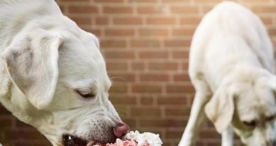拉斯加犬拉稀怎么办才好？如何快速缓解宠物不适？