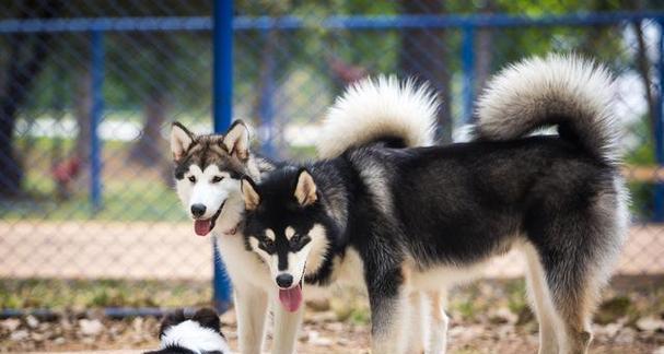 拉斯加犬拉稀怎么办才好？如何快速缓解宠物不适？