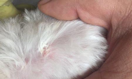 两个月大的小猫皮肤症状是什么？如何处理？