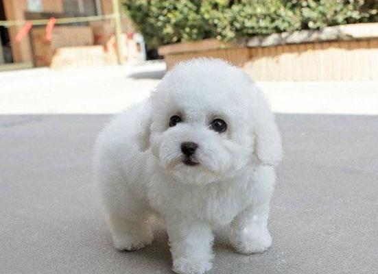 两个月大的比熊犬如何训练？训练中常见的问题有哪些？