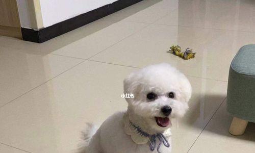 两个月大的比熊犬如何训练？训练中常见的问题有哪些？
