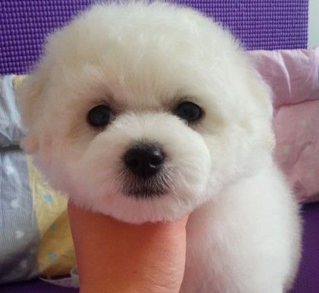两个月大的比熊犬如何训练？训练中常见的问题有哪些？