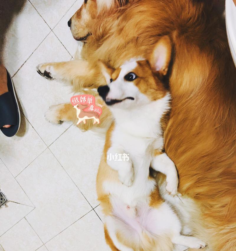 两个月狗狗吃什么吐什么？如何解决狗狗呕吐问题？