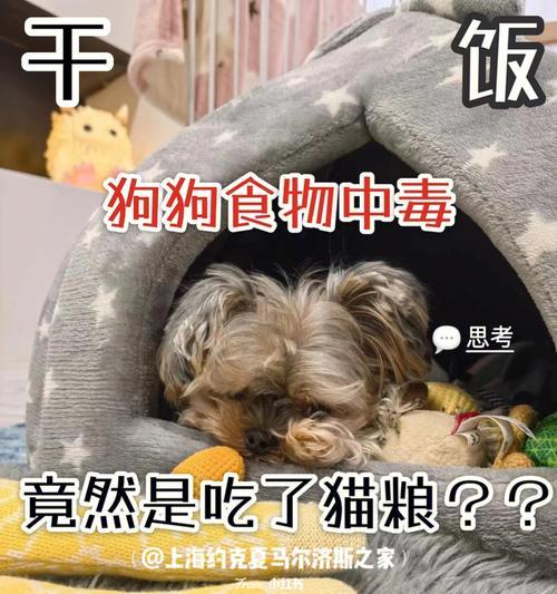 两三个月大的小狗应该吃什么？喂食指南和常见问题解答？