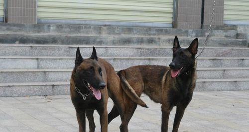 马犬6个月大不凶猛是为什么？如何训练让它变得勇敢？